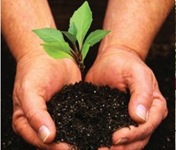 Plantation of Trees Photo